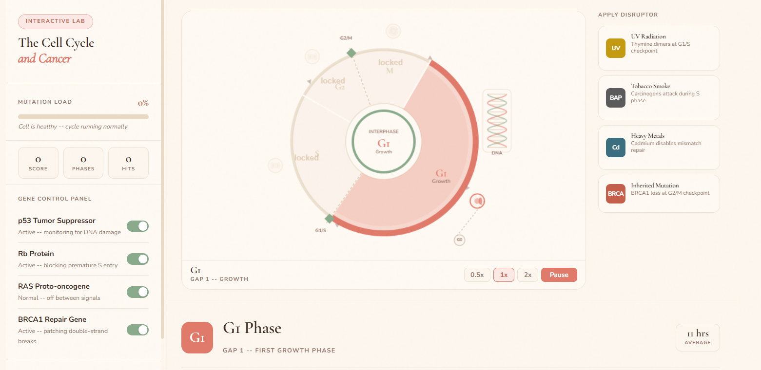 Cell Cycle & Cancer Lab